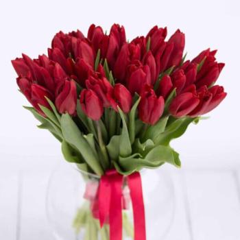 25 ярко-бордовых тюльпанов