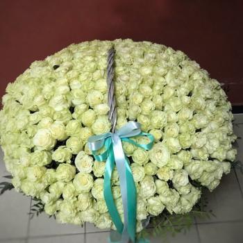 301 белая роза сорта Мондиаль 80 см