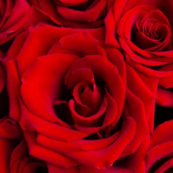 Букет из 31 красной розы Эквадор (70 см)