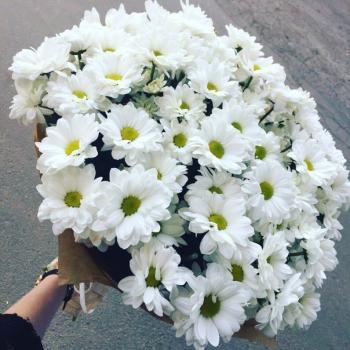 Хризантемы белые кустовые 15 шт.