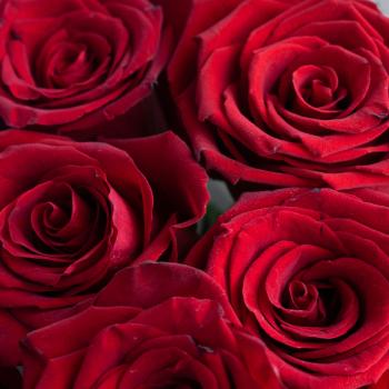 Красные розы 7 шт. из Эквадора