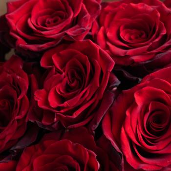 Красные розы 9 шт. из Эквадора