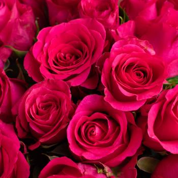 Розовые розы 25 шт. из Эквадора